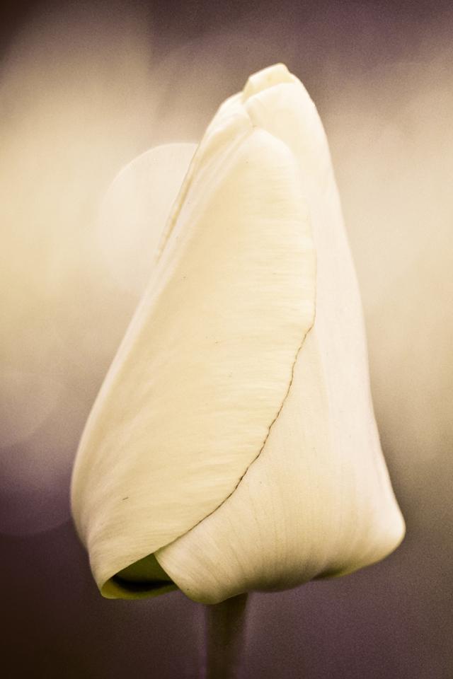 tulip calvin