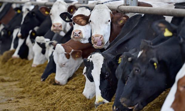 Cows in stables